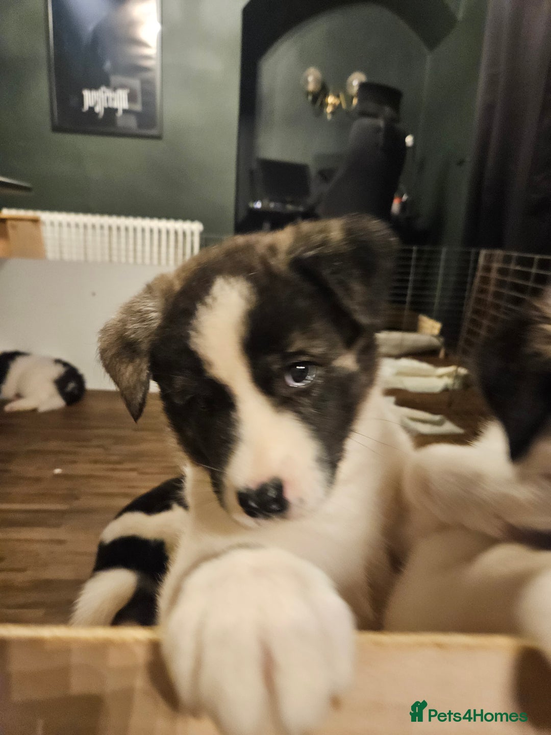 Akita dogs for sale: Beautiful Akita puppies - Advert 27