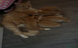 Maine Coon cats for sale: Kitten for sale £200 - Image 7