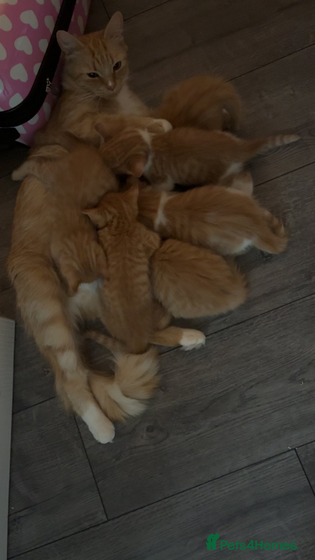 Maine Coon cats for sale: Kitten for sale £200 - Image 7