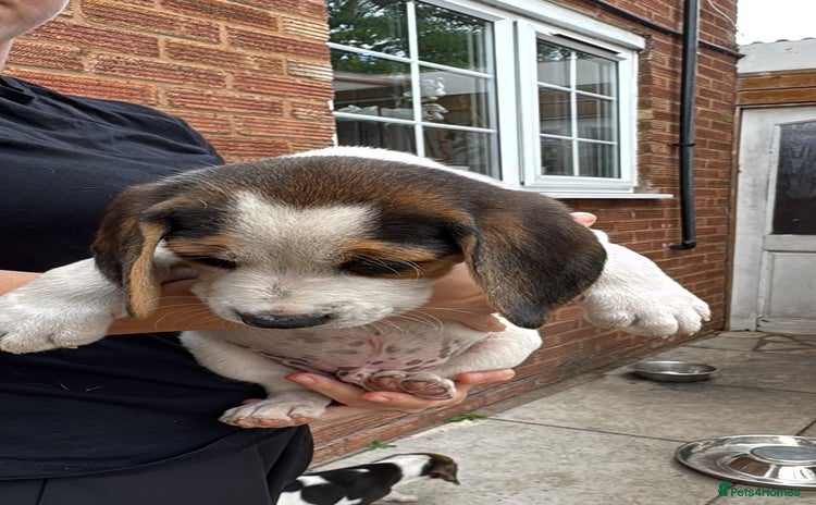Beagle dogs - Advert 7