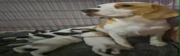 Beagle dogs for sale: Beagle Babies - Advert 8