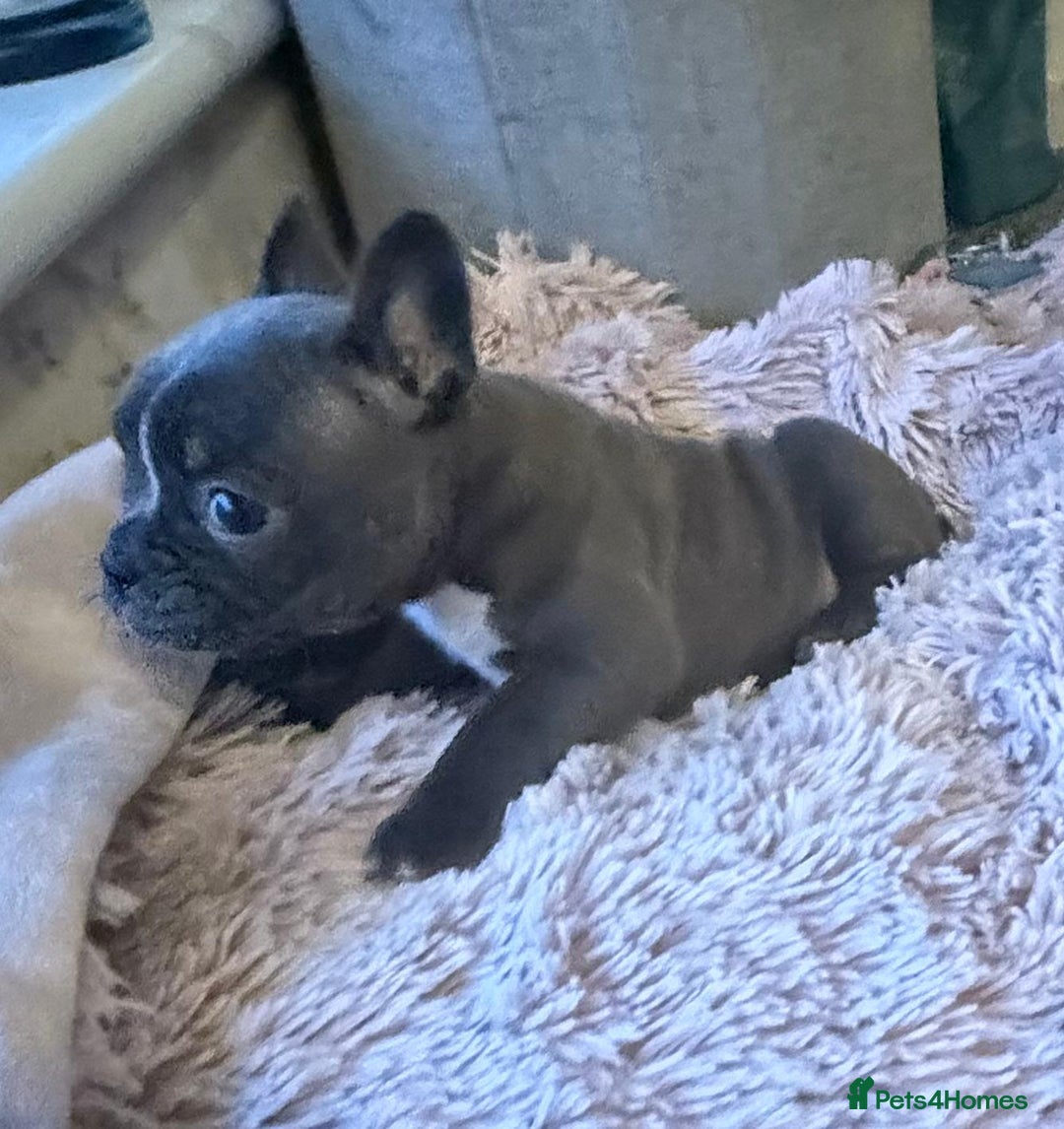 Boston Terrier dogs for sale: Boston puppies - Advert 5