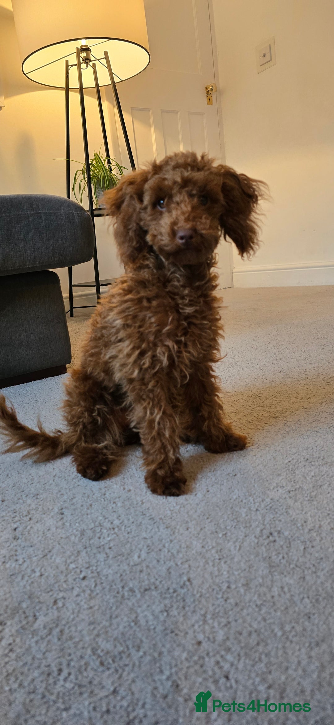 Toy Poodle dogs for sale: Toy Poodle Female 5 Months Old - Image 6