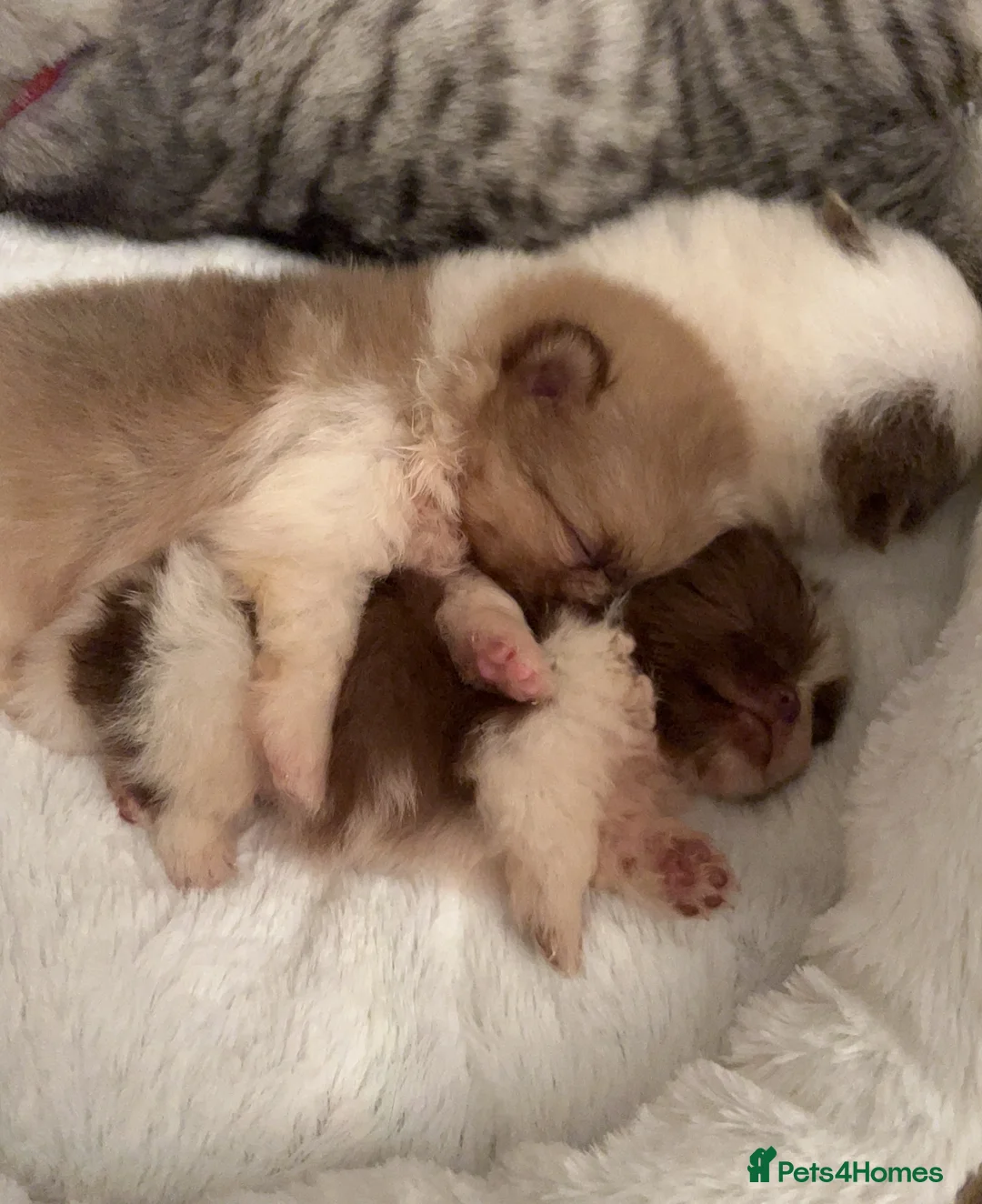 Pomeranian dogs for stud: Biggest Quality Pom StudTeam In uk  in Pontefract - Advert 18