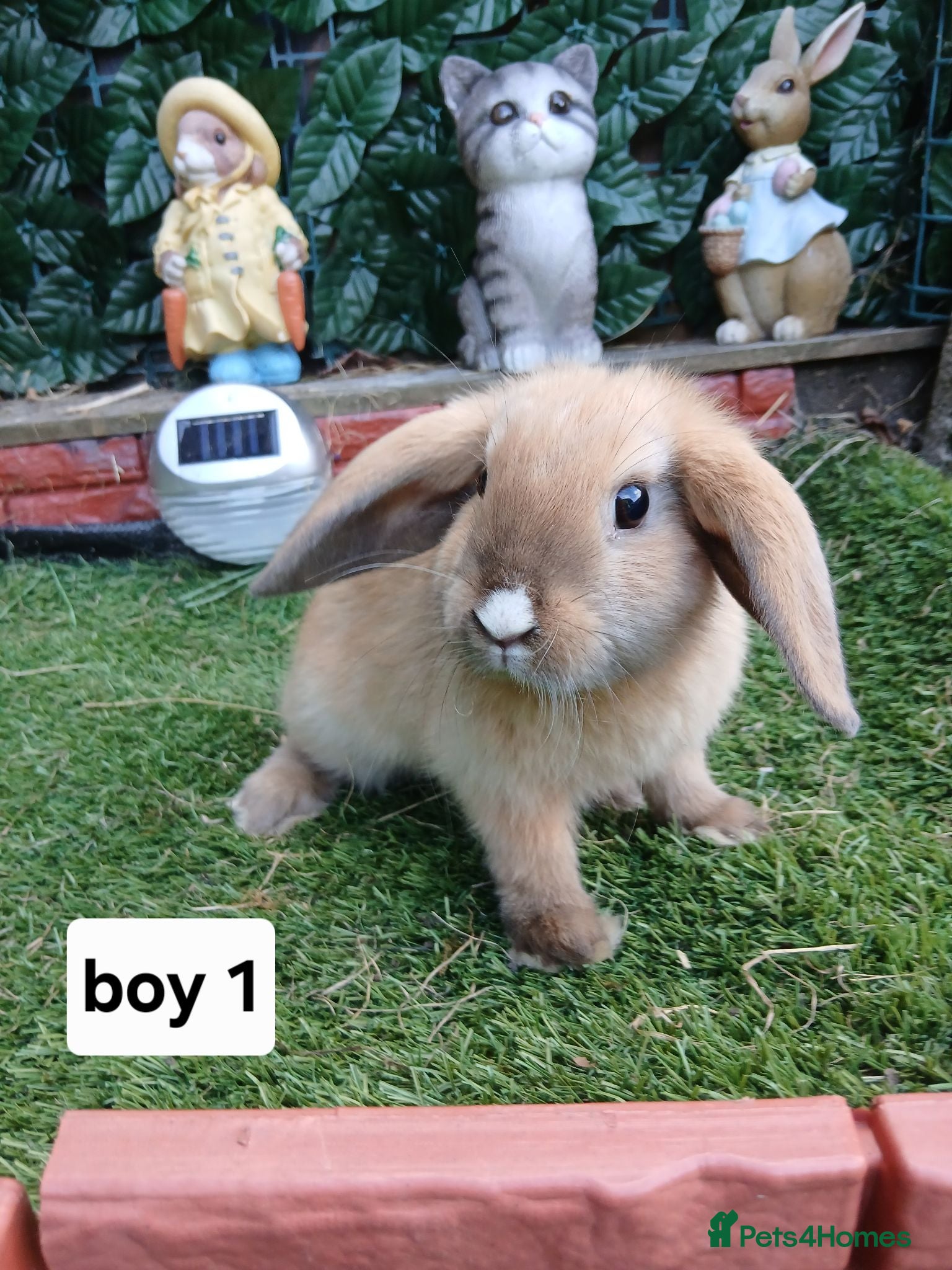 Mixed Breed rabbits Mini lop X lion head  - Advert 8