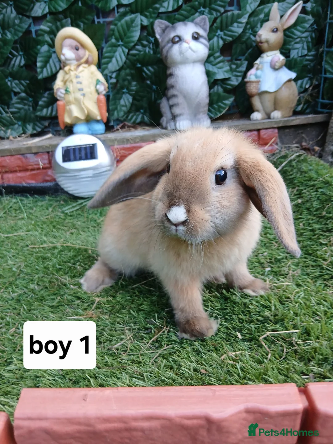 Mixed Breed rabbits for sale: Mini lop X lion head  - Advert 1