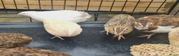 Quail poultry for sale: Jumbo Coturnix Quails and fertile eggs  - Advert 5