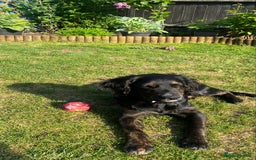 Mixed Breed dogs for sale: Looking to re home our dog  - Image 2