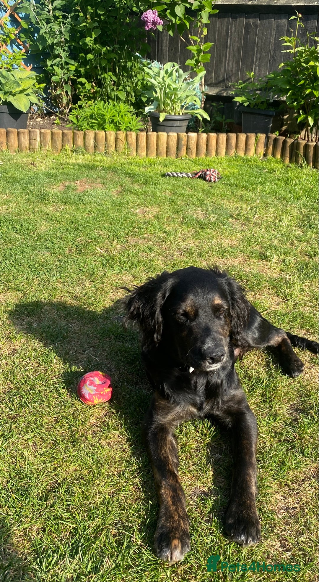 Mixed Breed dogs for sale: Looking to re home our dog  - Image 2