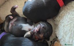 Chihuahua dogs for sale: Chihuahua Puppies - Image 3