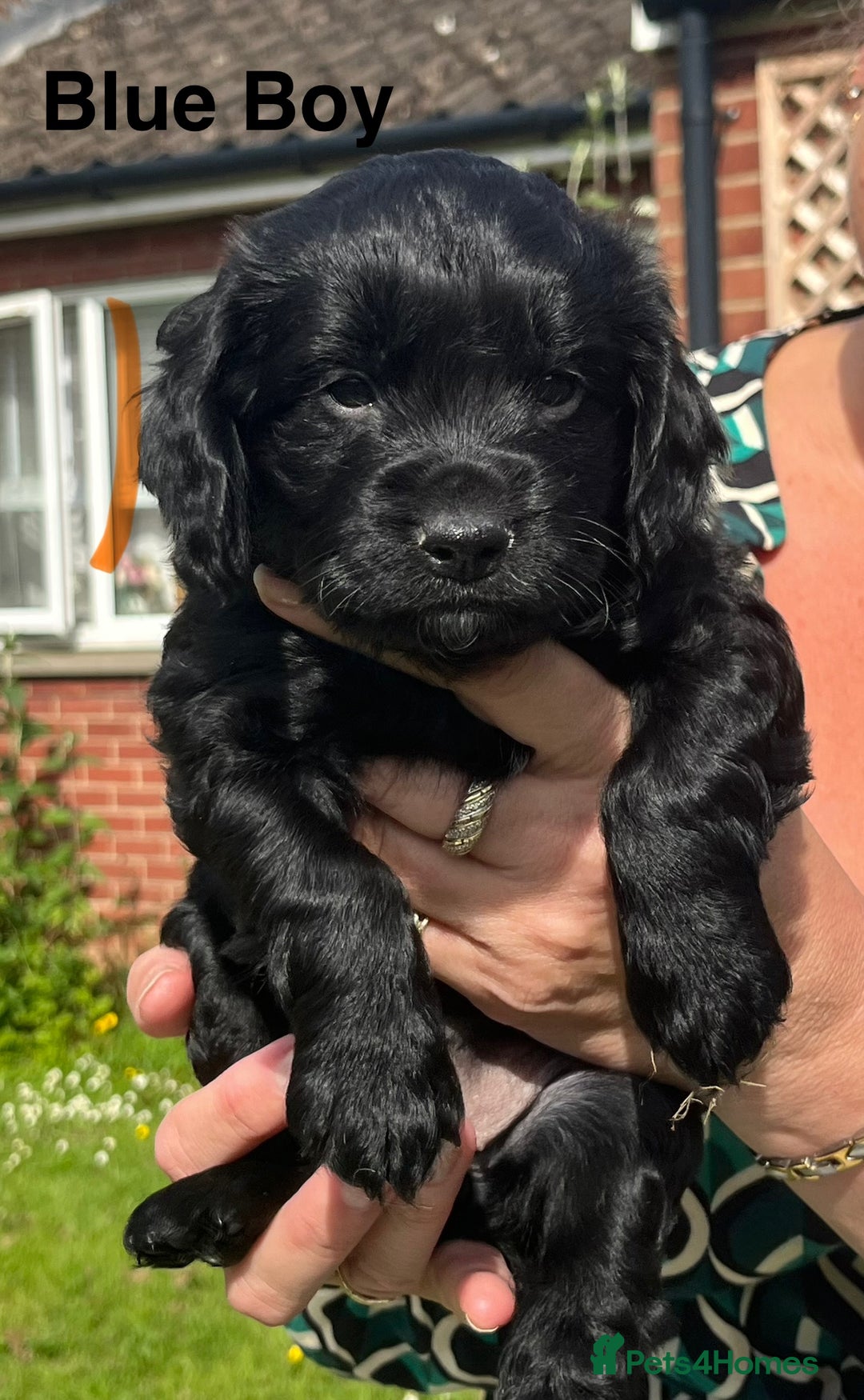 Cockapoo dogs for sale: *READY NOW* F1b Cockapoo Puppies  in Stockton-on-Tees - Image 4