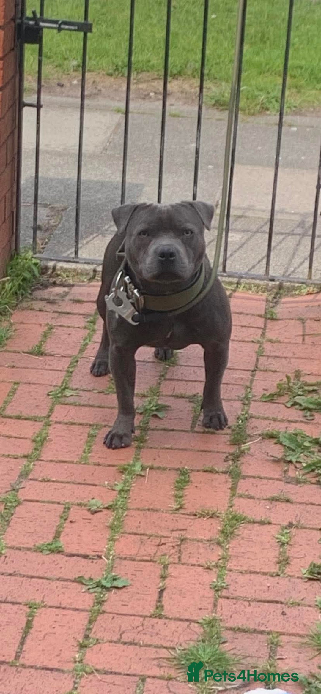 Staffordshire Bull Terrier dogs for sale: Puppies - Image 5