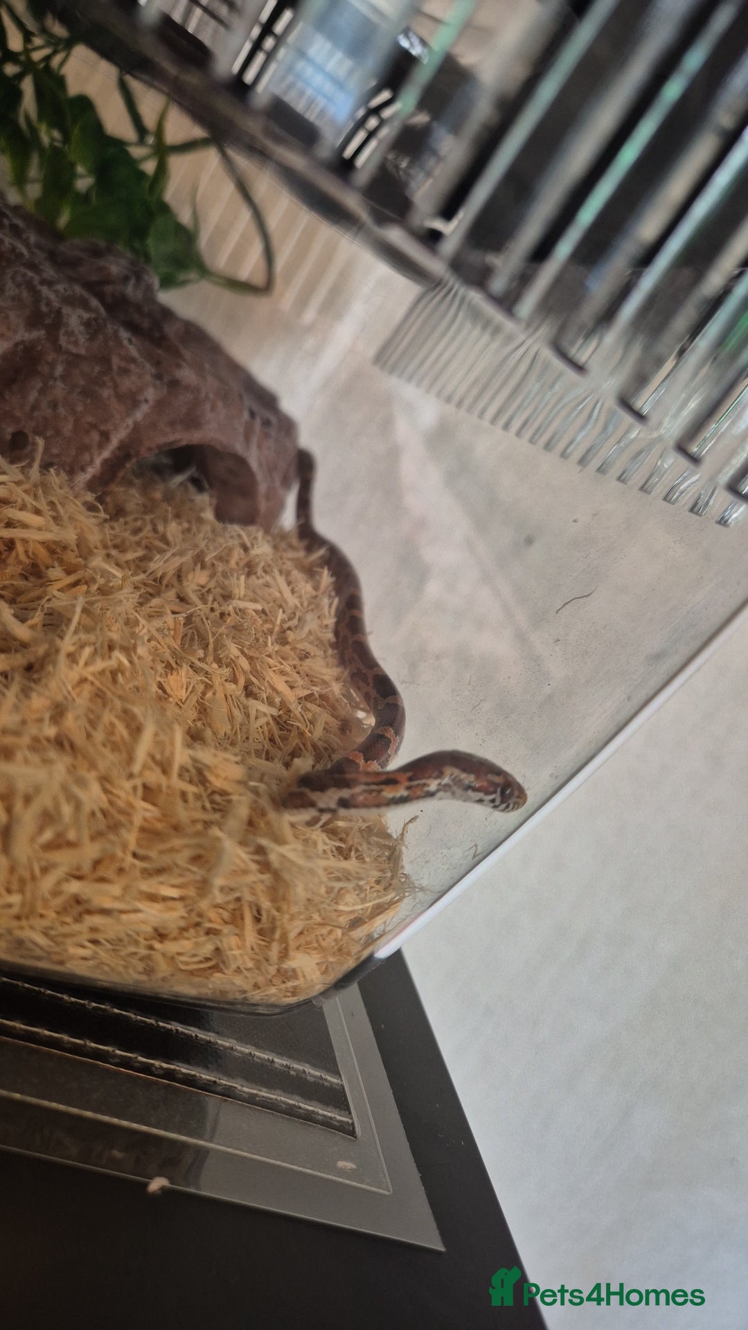 Corn Snake reptiles for sale: Okeetee Corn snake - Advert 8