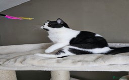 British Shorthair cats for sale: ✨SUPER CUDDLY BOY ✨ Total lap cat ✨ Rare colour ✨ in Biggleswade - Image 4