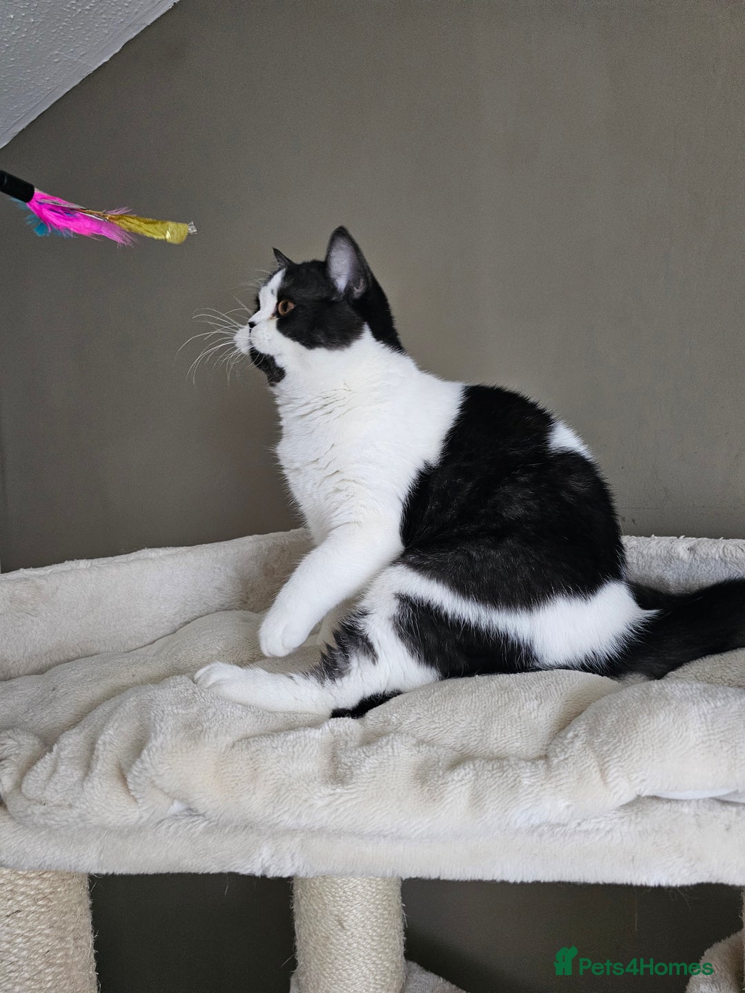 British Shorthair cats for sale: ✨SUPER CUDDLY BOY ✨ Total lap cat ✨ Rare colour ✨ in Biggleswade - Image 4