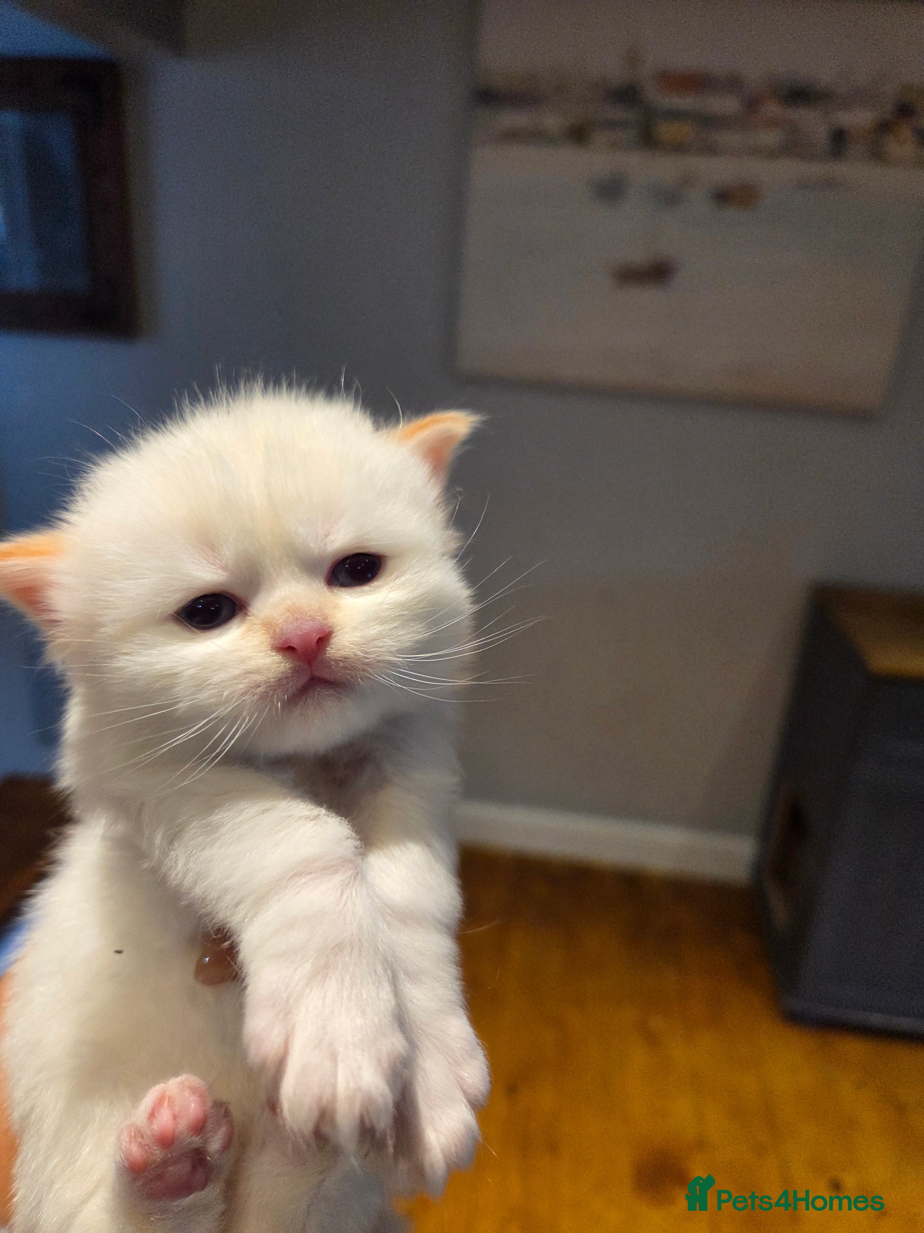 Scottish Fold cats Scottish Folds - Advert 9