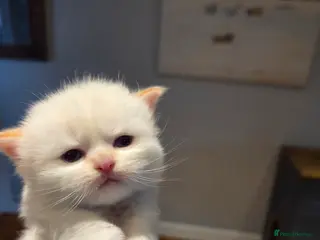 Scottish Fold cats Scottish Folds - Advert 9