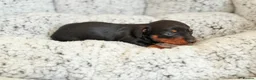 Miniature Dachshund dogs for sale: KC short haired and long haired puppies  - Advert 12