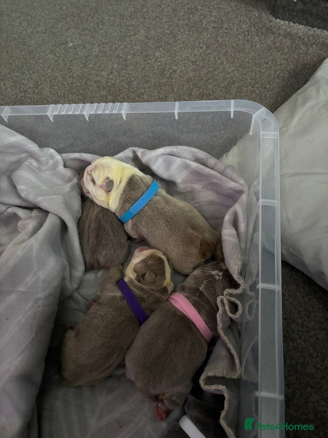 English Bulldog dogs for sale: 4 beautiful strong puppies - Advert 19