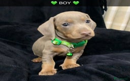 Miniature Dachshund dogs for sale: 🌟QUALITY KC REG & PRA CLR MINIATURE DACHSHUNDS 🌟 - Image 21