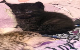 British Shorthair cats for sale: Beautiful British Shorthair Cross Kittens - Image 7