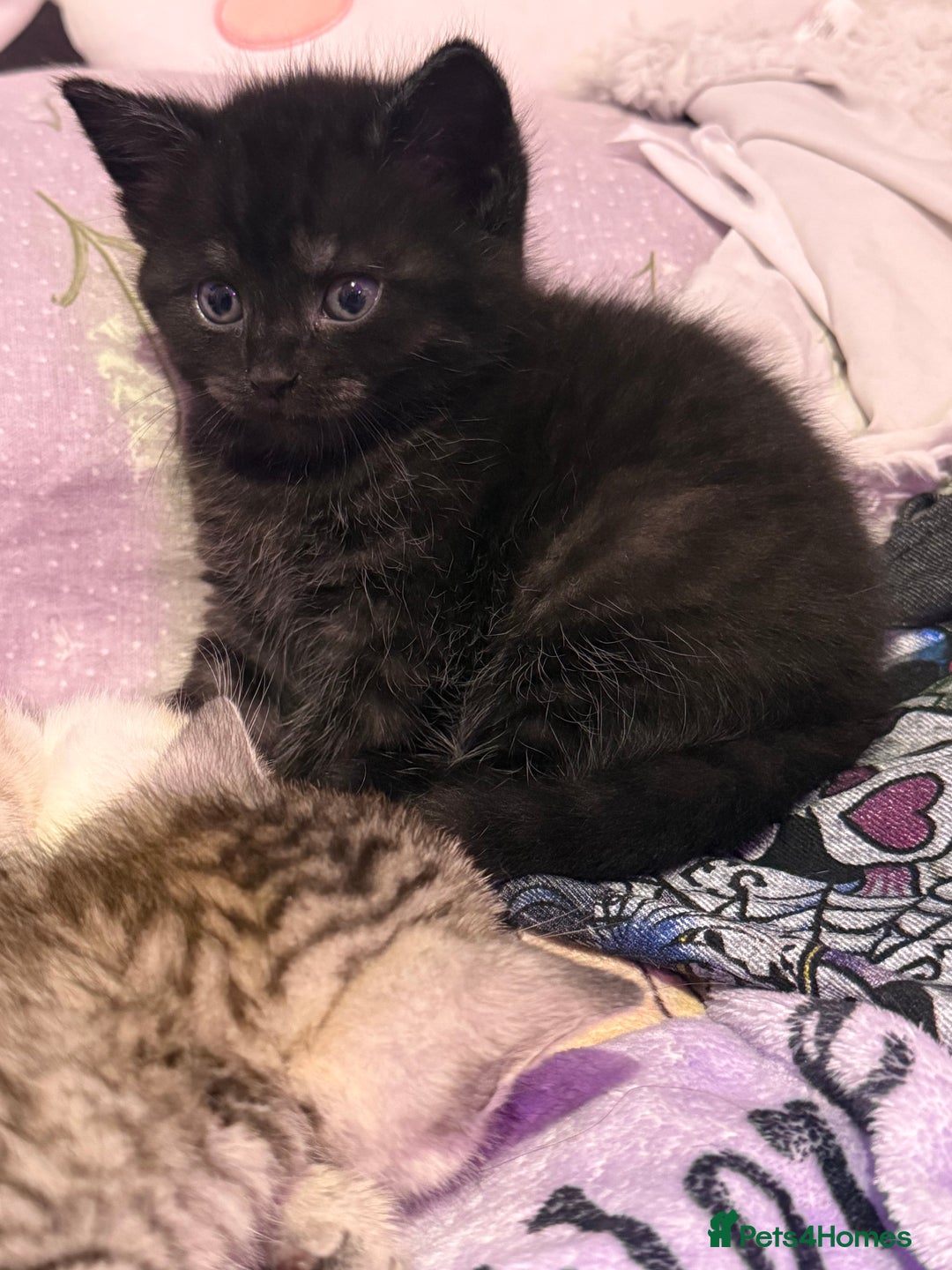 British Shorthair cats for sale: Beautiful British Shorthair Cross Kittens - Image 7