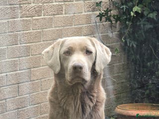 Labrador Retriever dogs for stud: Handsome silver labrador for stud in Sunderland - Advert 1