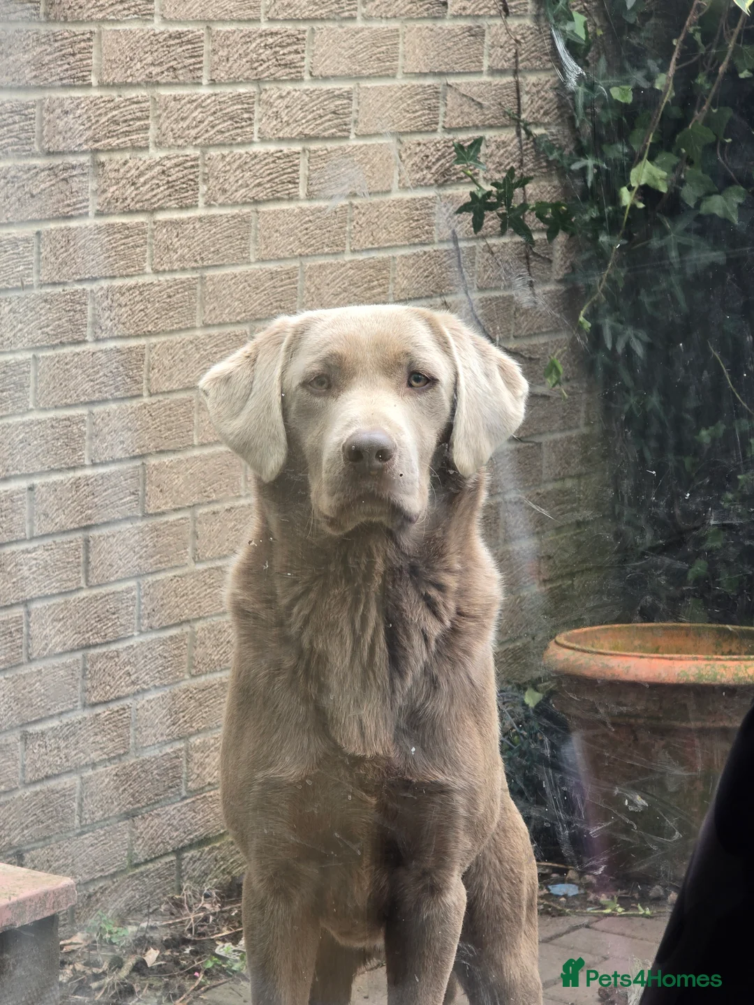 Labrador Retriever dogs for stud: Handsome silver labrador for stud  in Sunderland - Advert 1