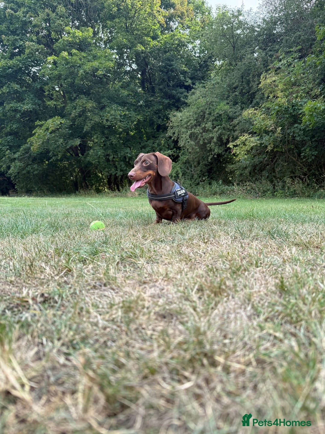 Miniature Dachshund dogs for stud: Male miniature dachshund for stud! 🤎  - Advert 3