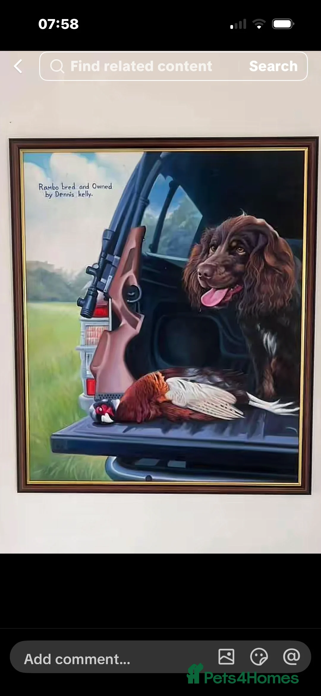 Cocker Spaniel dogs for sale: cocker spaniel puppy’s  - Advert 8