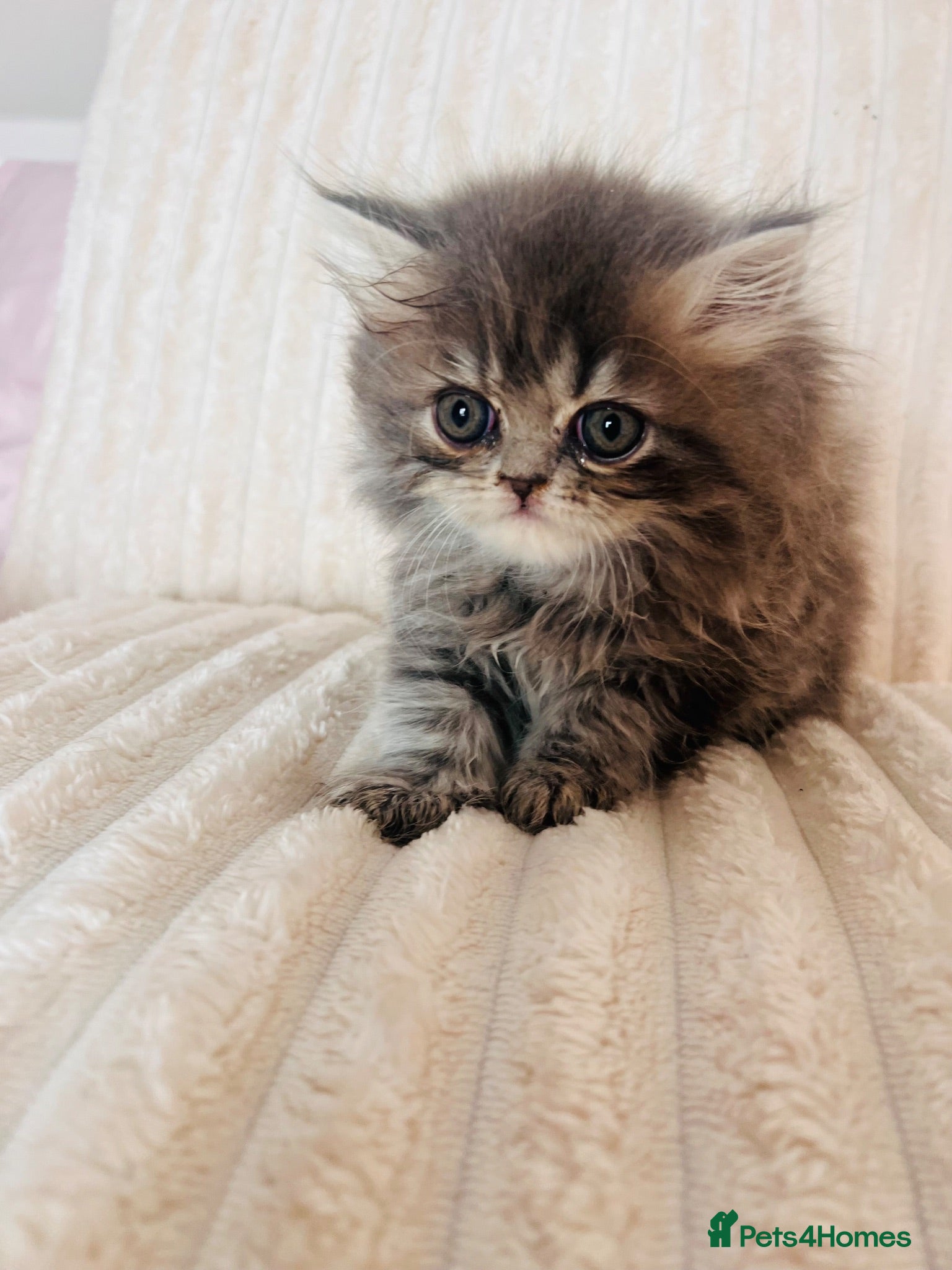 Persian cats Gorgeous Persian Kittens Only 2 Girls Left - Advert 1