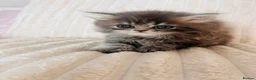 Persian cats for sale: Gorgeous Persian Kittens  - Advert 8