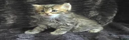 Siberian cats for sale: Pure Siberian kittens  - Advert 8