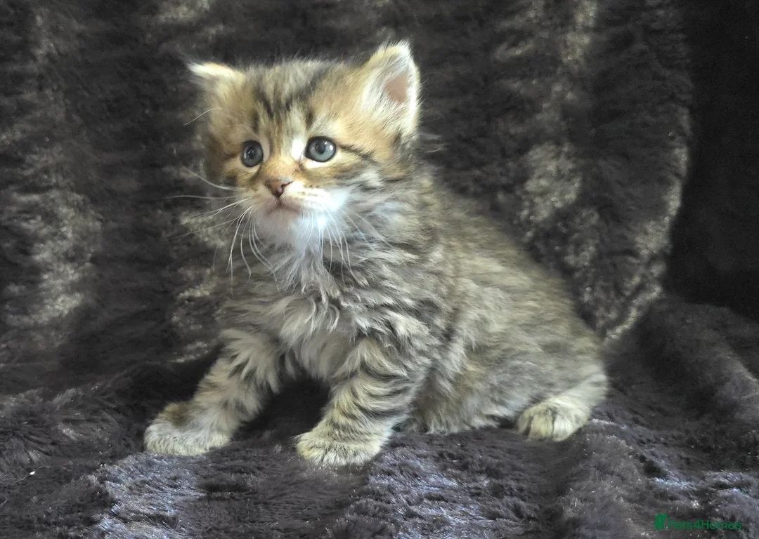 Siberian cats for sale: Pure Siberian kittens  - Advert 8
