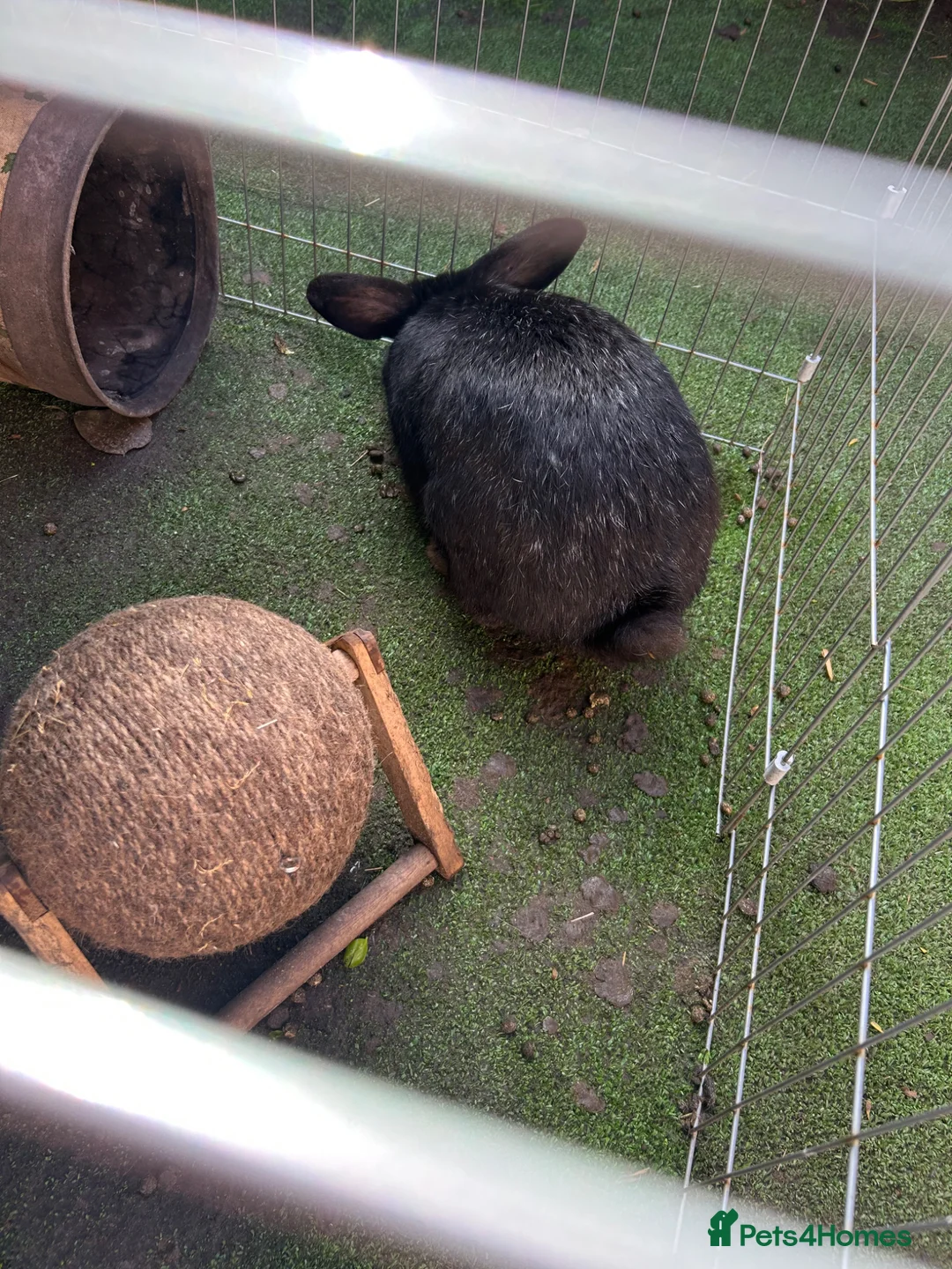 Mixed Breed rabbits for sale: Male rabbit - Advert 6