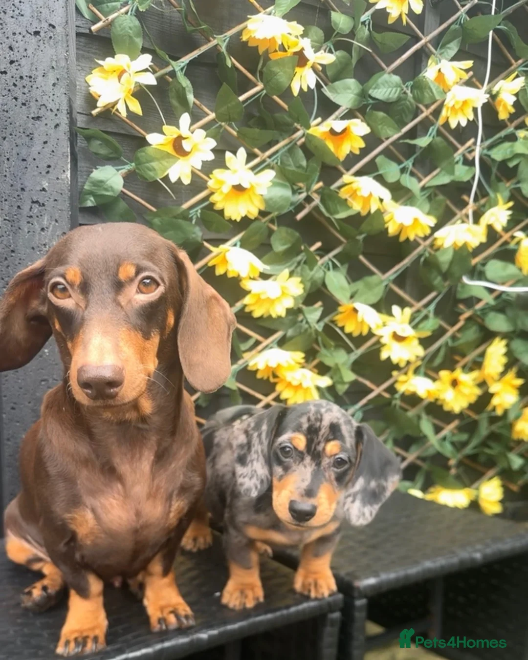 Dachshund dogs for sale: Dapple boy  - Advert 2