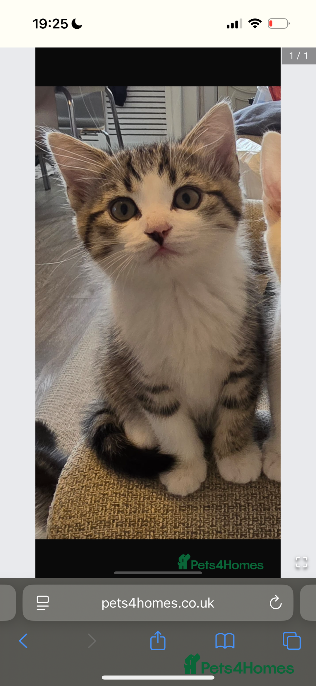 Mixed Breed cats for sale: 9 week male kitten  - Image 2