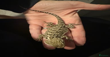 Dragon reptiles - Advert 13