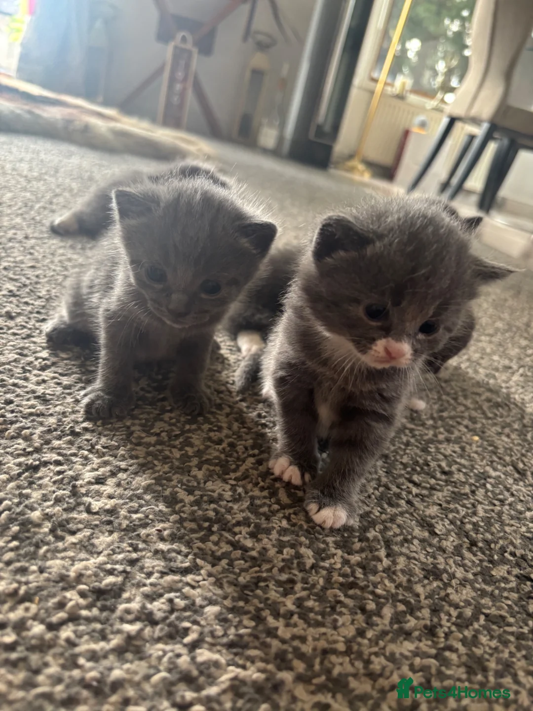 Mixed Breed cats for sale: 5 beautiful grey/blue kittens  - Advert 2