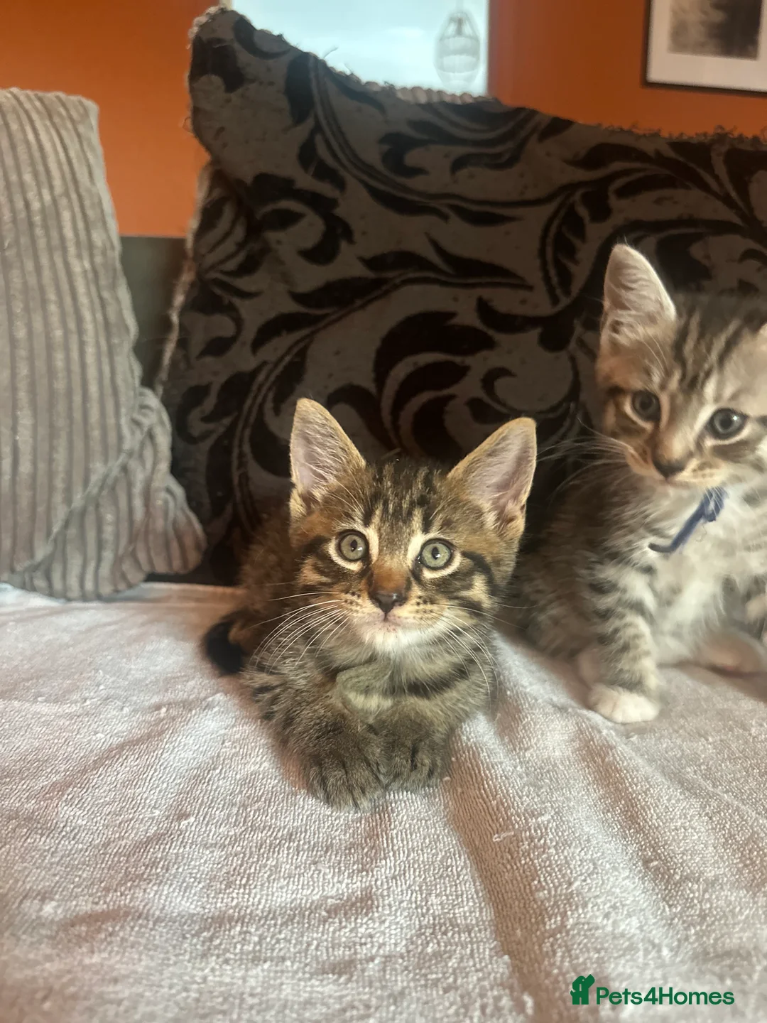 Mixed Breed cats for sale: 🩶 Half Maine Coons Ready Soon 🖤 - Advert 2