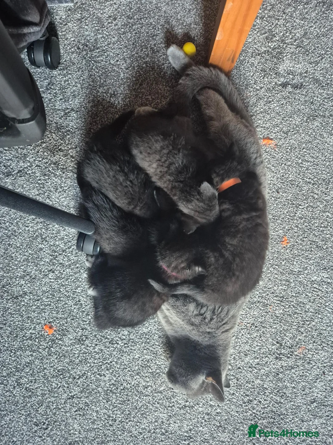 British Shorthair cats for sale: British short hair cross domestic longhair - Advert 8