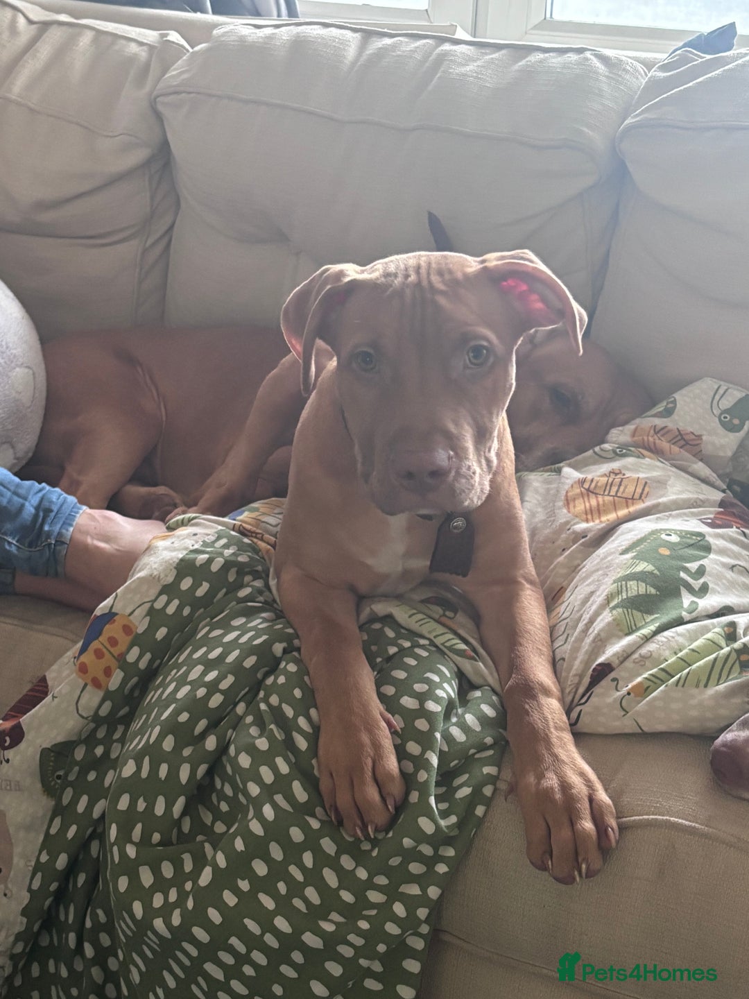 Mixed Breed dogs for sale: 4 month old male puppy - Advert 4