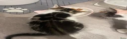 Mixed Breed cats for sale: Beautiful mixed American Kittens  - Advert 15