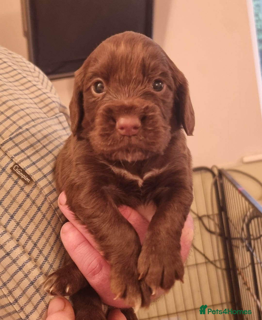 Cocker Spaniel dogs for sale: Gorgeous Working Cocker Boys - Advert 2