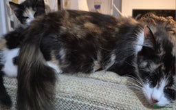 Mixed Breed cats for sale: Ragdoll cross maincoon  - Image 7