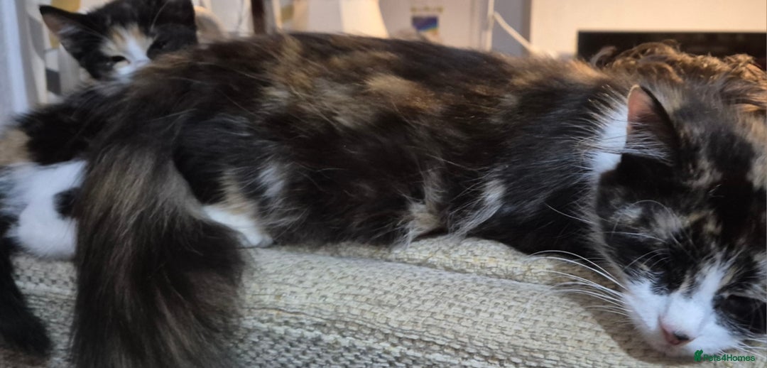 Mixed Breed cats for sale: Ragdoll cross maincoon  - Image 7