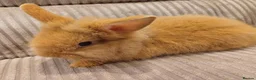 Mixed Breed rabbits for sale: Double Maned Lion Lops in Poulton-le-Fylde - Advert 3