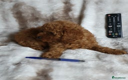Toy Poodle dogs for sale: KC red Toy Poodle, DNA tested, champion bloodline - Image 16