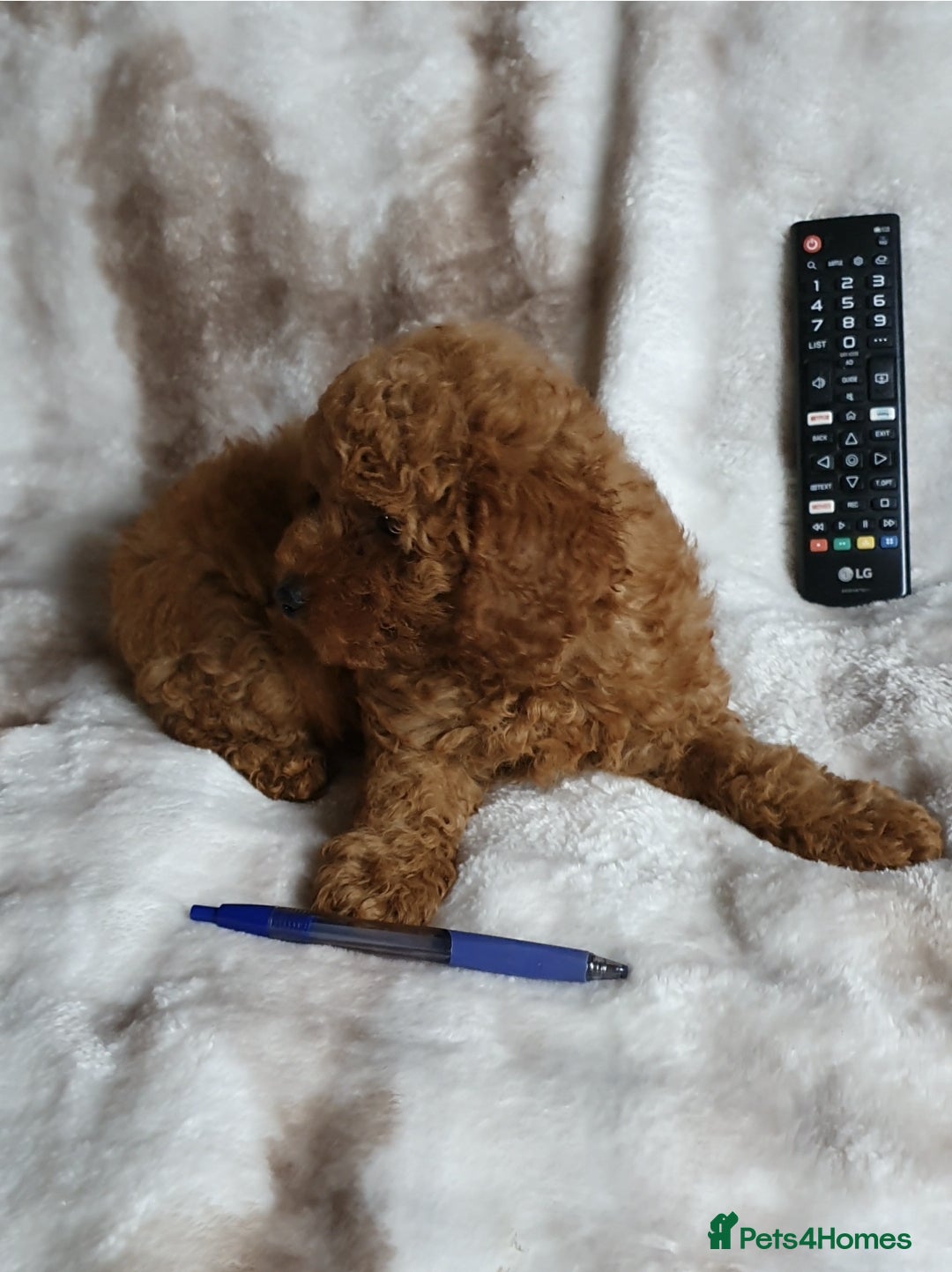 Toy Poodle dogs for sale: KC red Toy Poodle, DNA tested, champion bloodline - Image 16