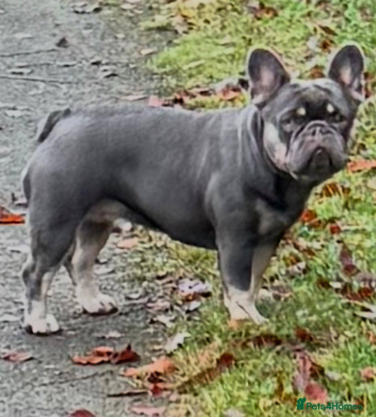 French Bulldog dogs Frenchie female  - Advert 3